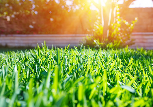 Unwanted Warm Season Grasses Invading NOVA